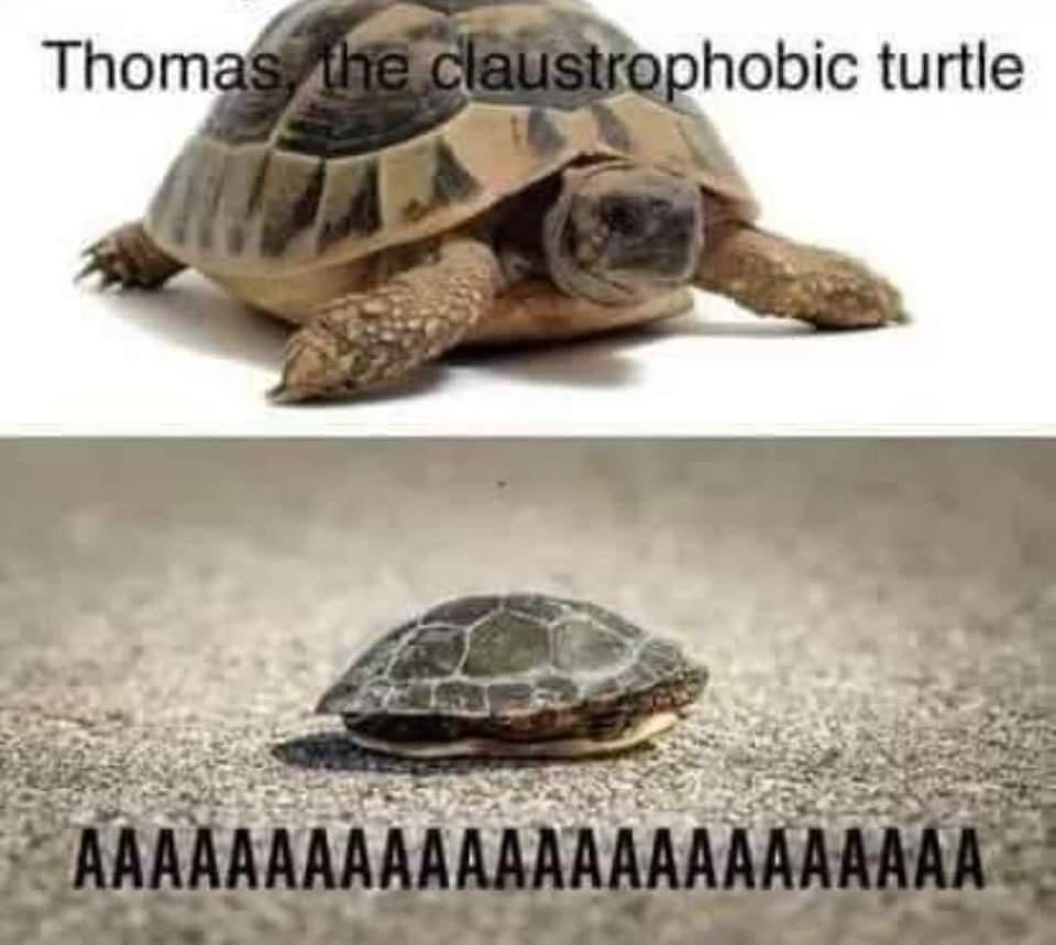 thomas the claustrophobic turtle