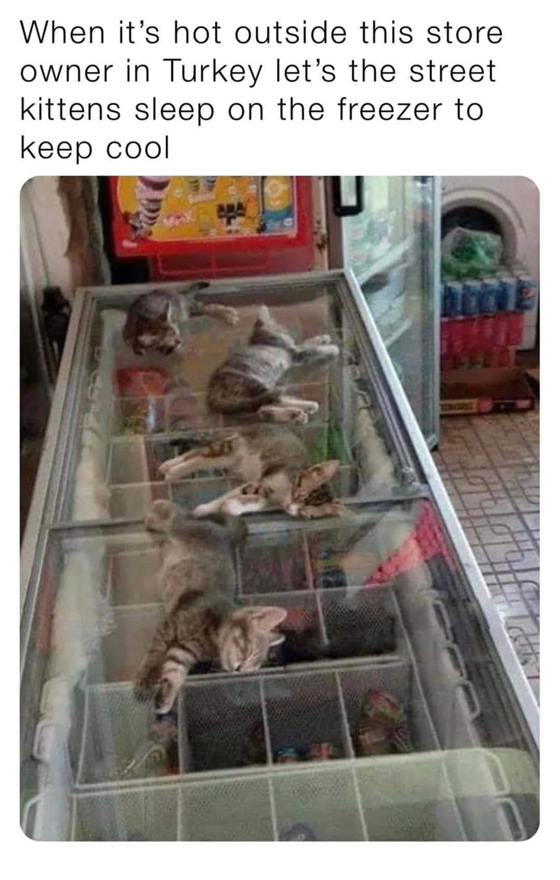 freezer kittens