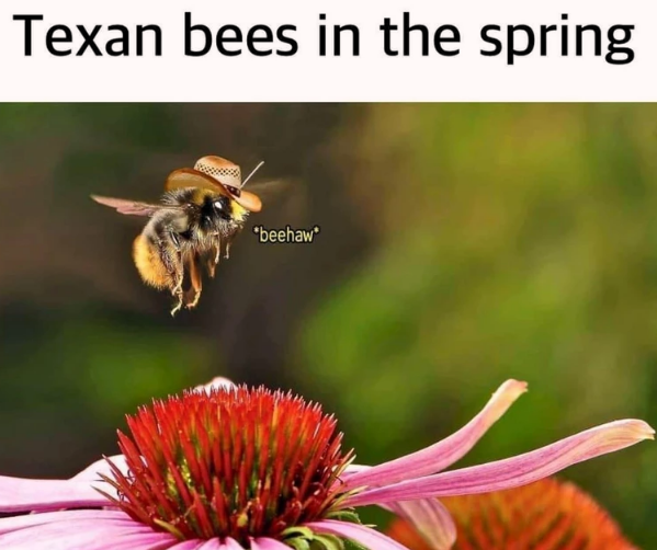 beehaw