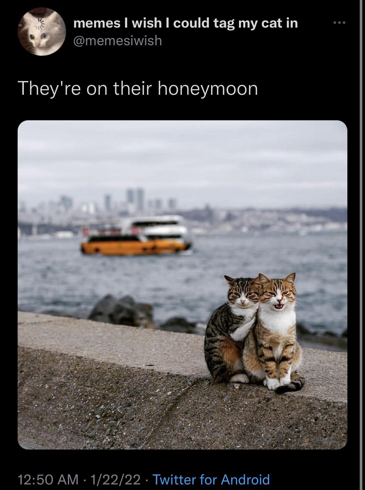 honeymeown