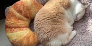 croissant+cat