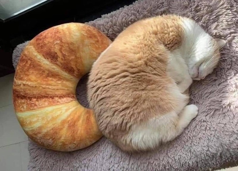 croissant cat