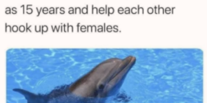 i need to get a dolphin wingman