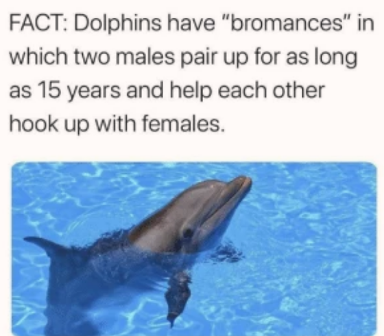i need to get a dolphin wingman