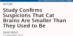 cat brains are getting smaller