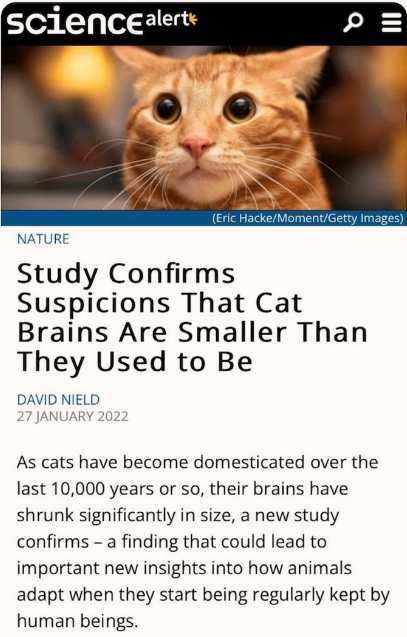 cat brains are getting smaller