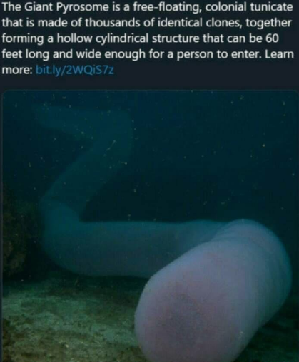 enter the pyrosome