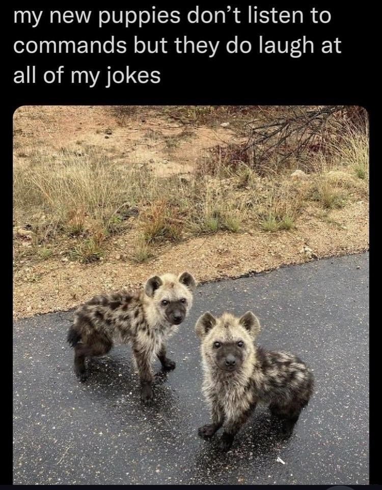 they love to laugh