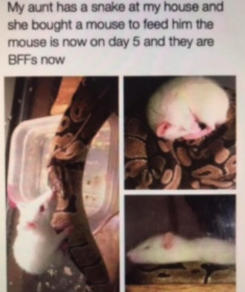 your snake has a mouse now