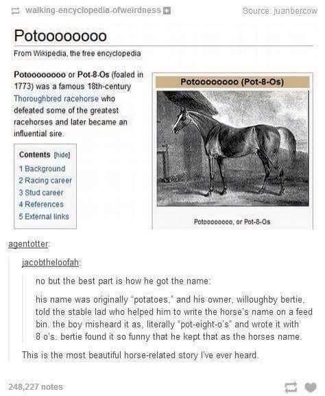 the best horse name origin