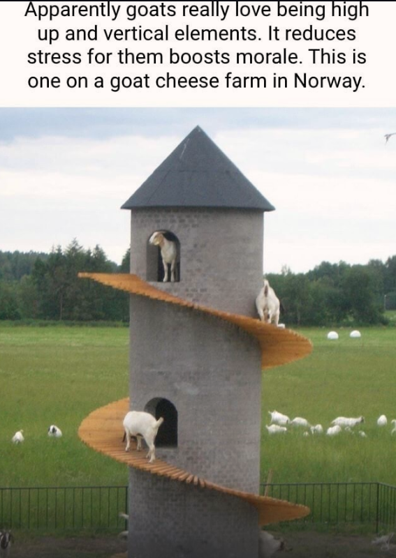 goats love being high