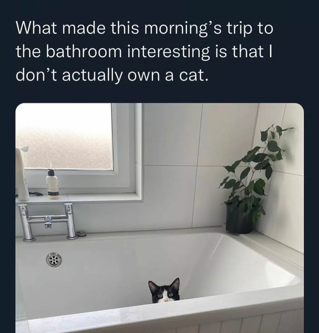 now you own a cat
