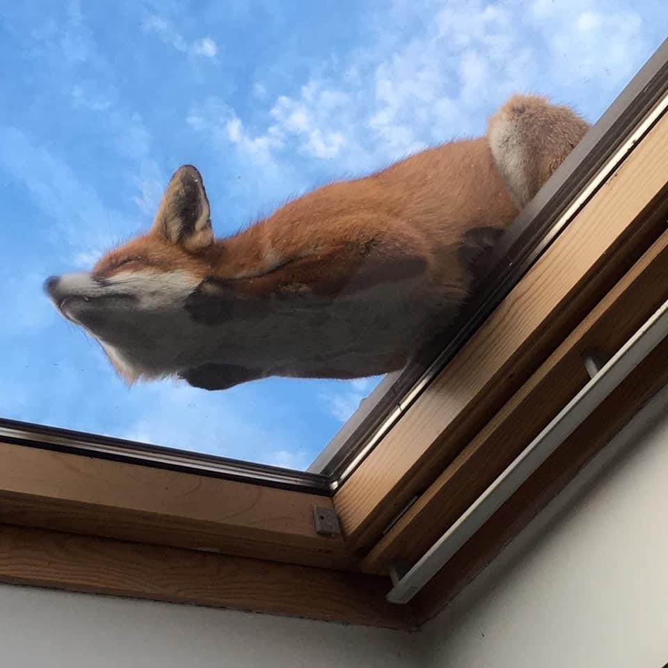 fox loaf