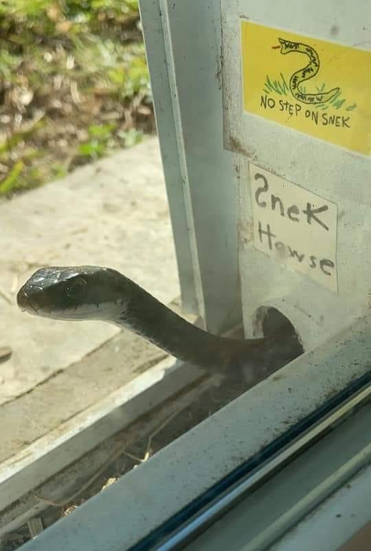 don't feed the sneks