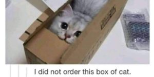 did anyone order a new cat?