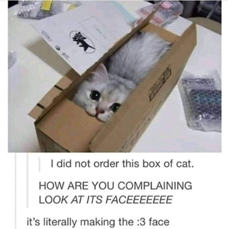 did anyone order a new cat?