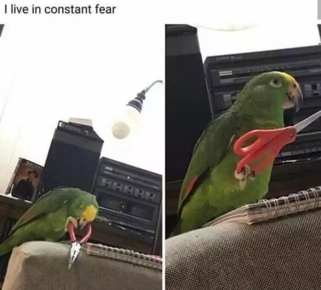 don't mess with birb