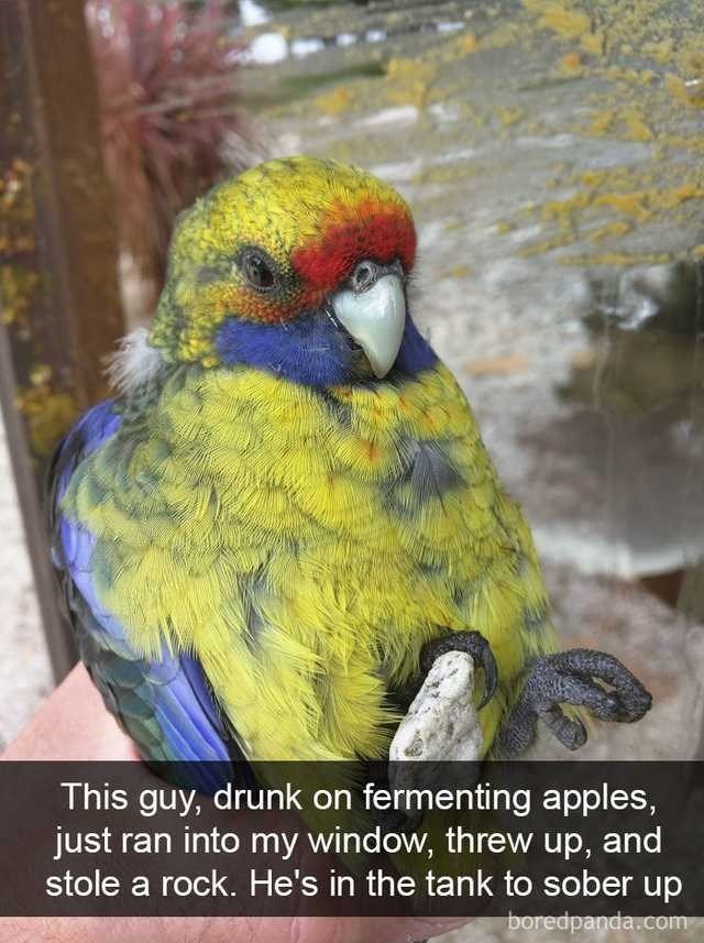 is there a drunk tank for birds?
