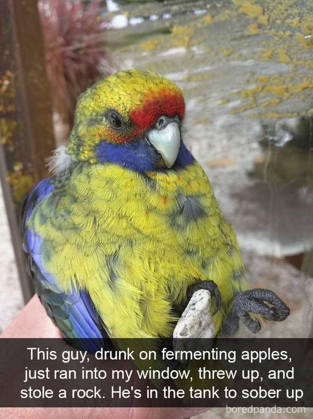 is there a drunk tank for birds?