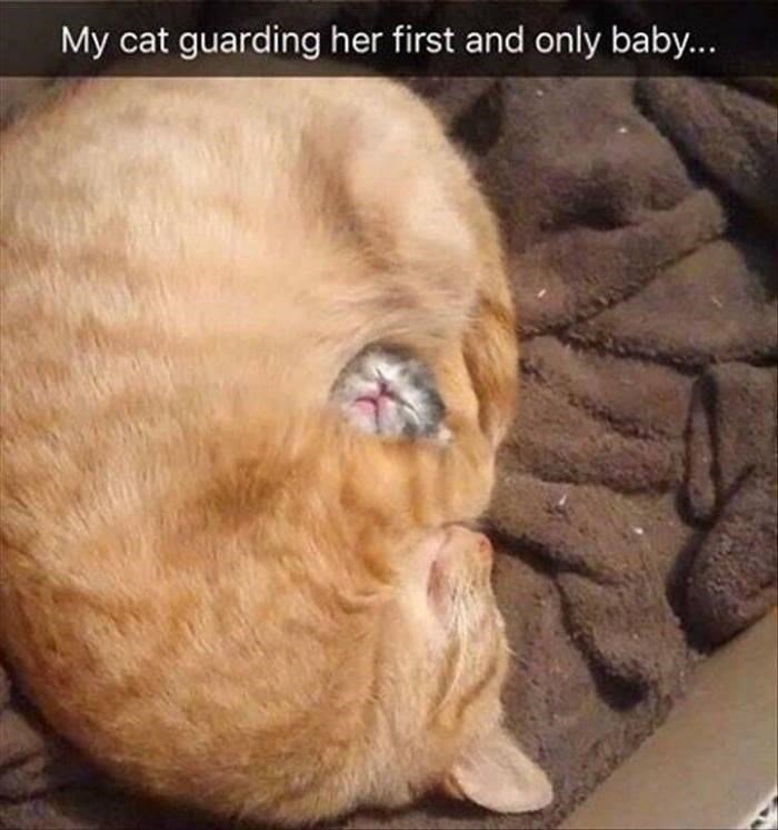 cat guard