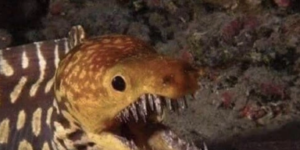 that’s a moray!