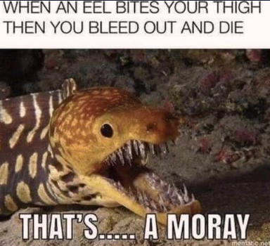 that's a moray!