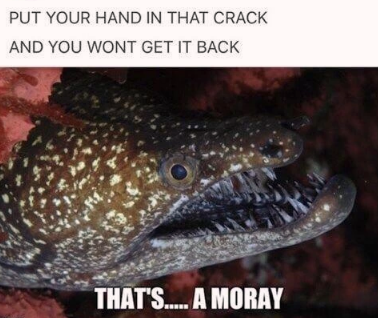 that's a moray!