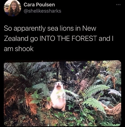 forest dwelling sea lion