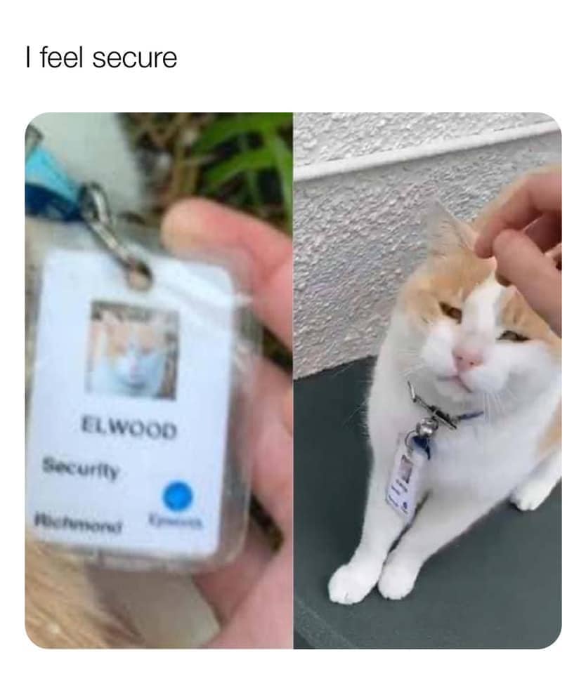 this security cat looks like he's seen some things