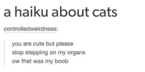 a haiku about cats