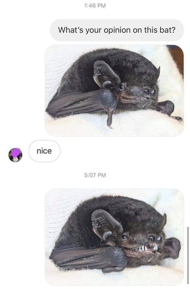 happy bat