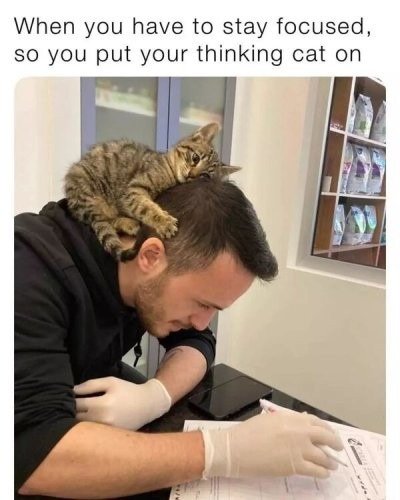 put on your thinking cat