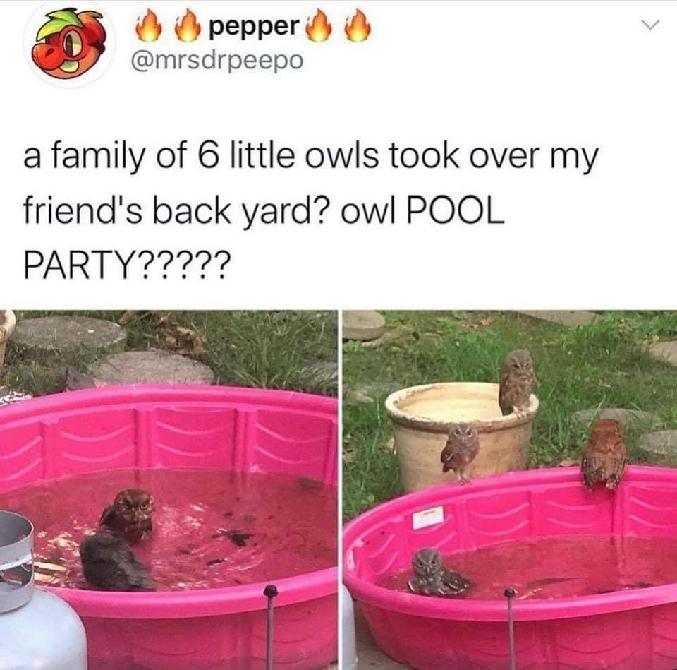 it's a real hoot