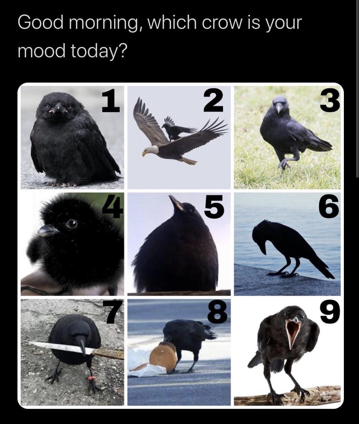 crow number 7