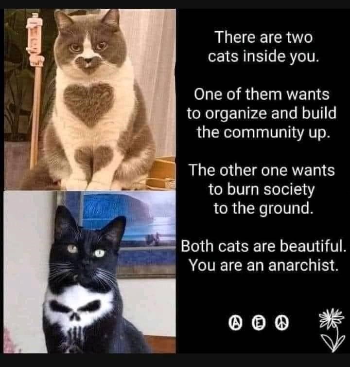 both cats are beautiful