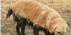 chocolate dipped golden retriever