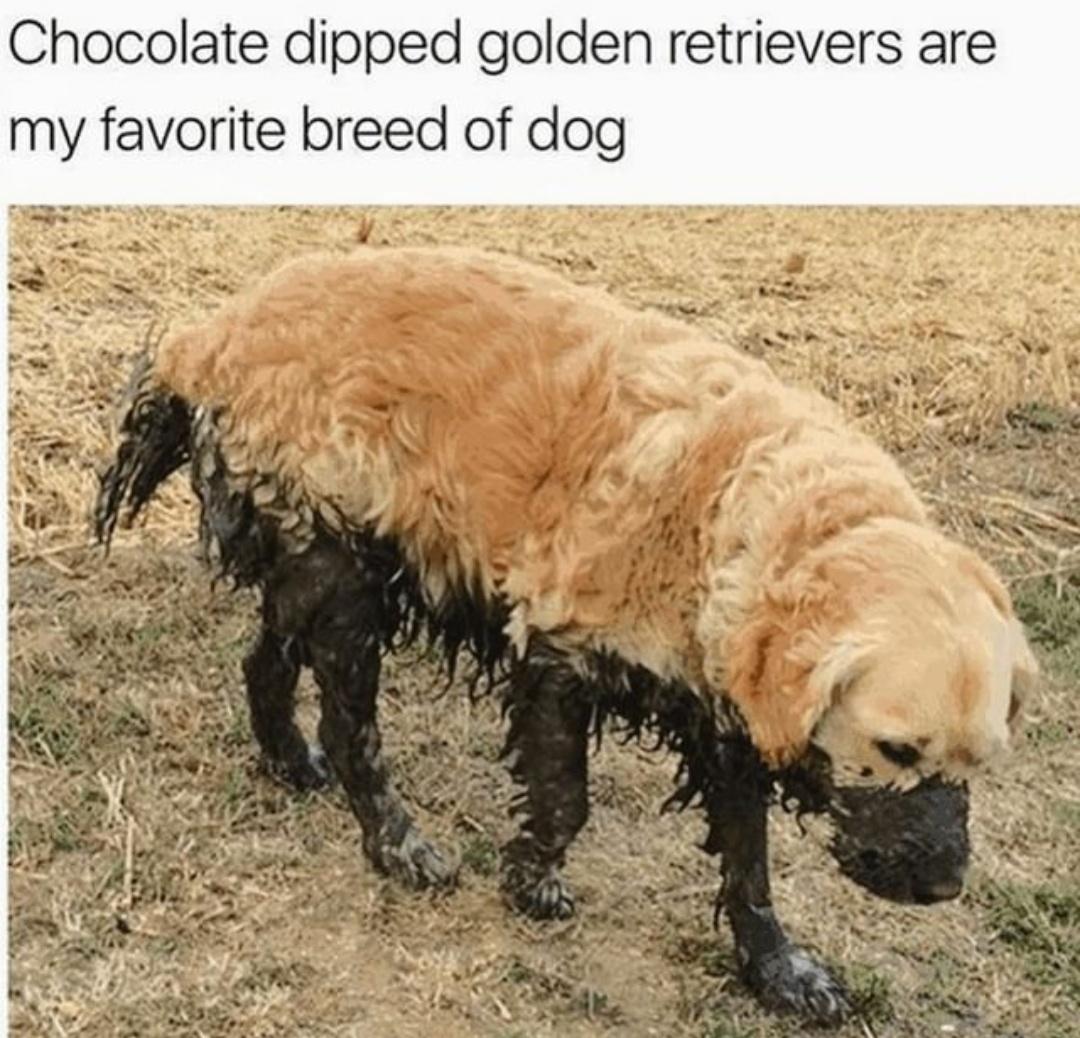 chocolate dipped golden retriever
