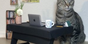 working cat