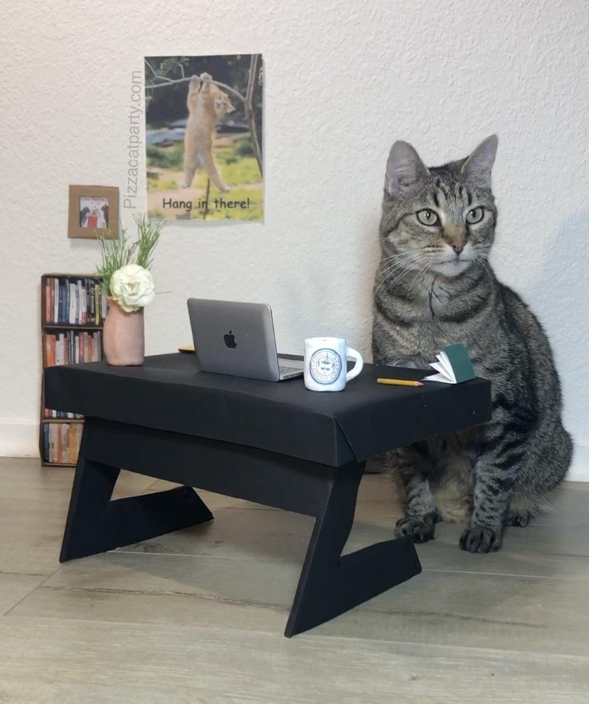 working cat