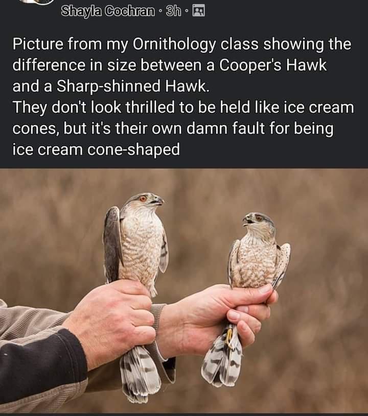 ice cream cone hawks