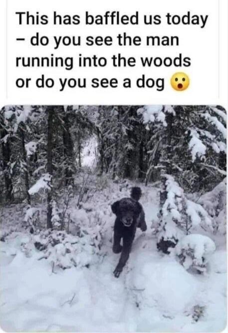 I'm going with dog