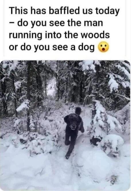 I'm going with dog