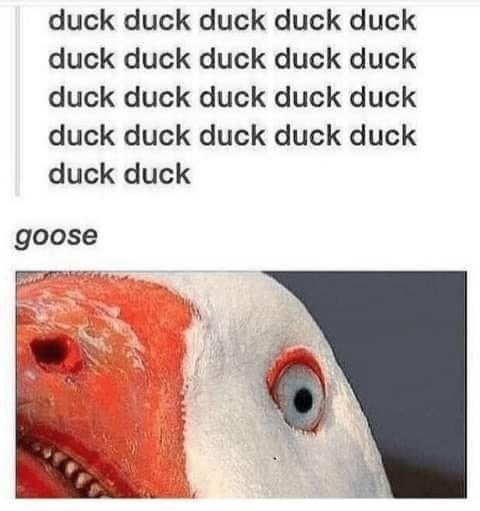 you can't outrun this goose