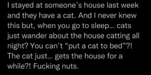 What did OP think cats do at night?