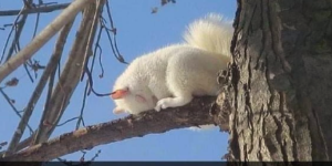 the cutest sleepy squirrel
