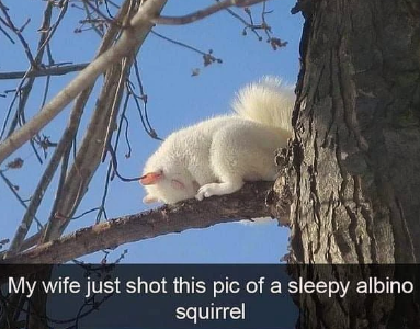 the cutest sleepy squirrel