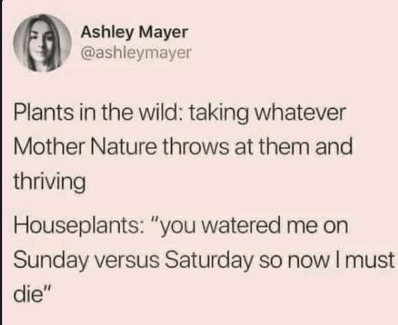 why i don't own any plants