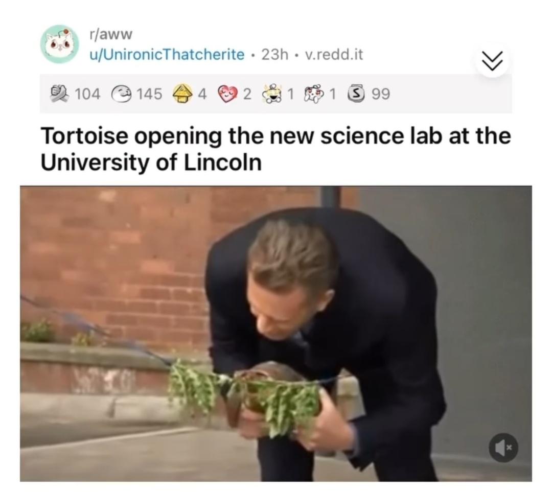 academic tortoise