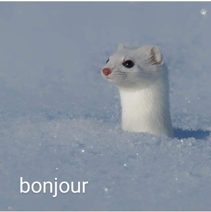 bonjour