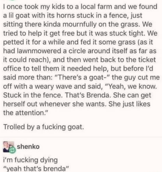 clever goat